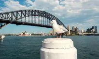Australian Seagulls Could Carry Drug-Resistant Superbugs, Study Finds