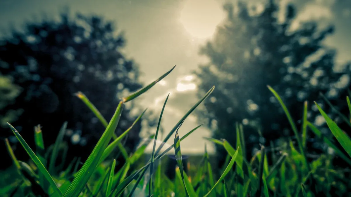 Illustration photo showing grass in a yard during sunny weather. (Unsplash)