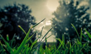 Owner Charged With Animal Cruelty After Pit Bull Dies in Extreme Heat