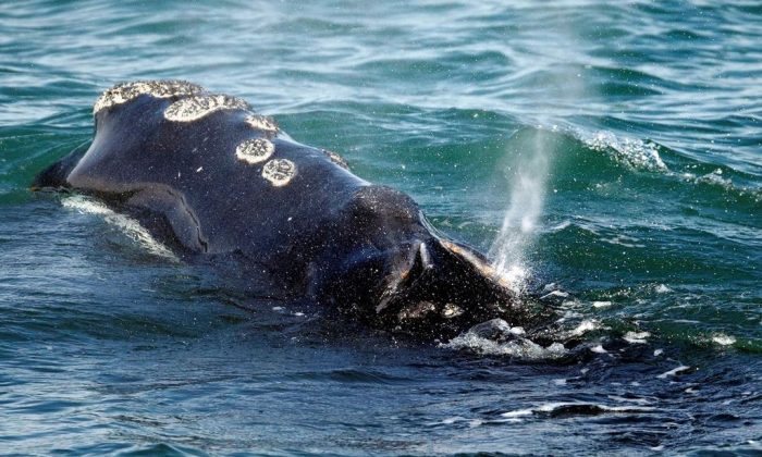 A North Atlantic right whale feeds on the surface of Cape Cod bay off the coast of Plymouth, Mass. on March 28, 2018. (AP, Michael Dwyer/The Canadian Press)