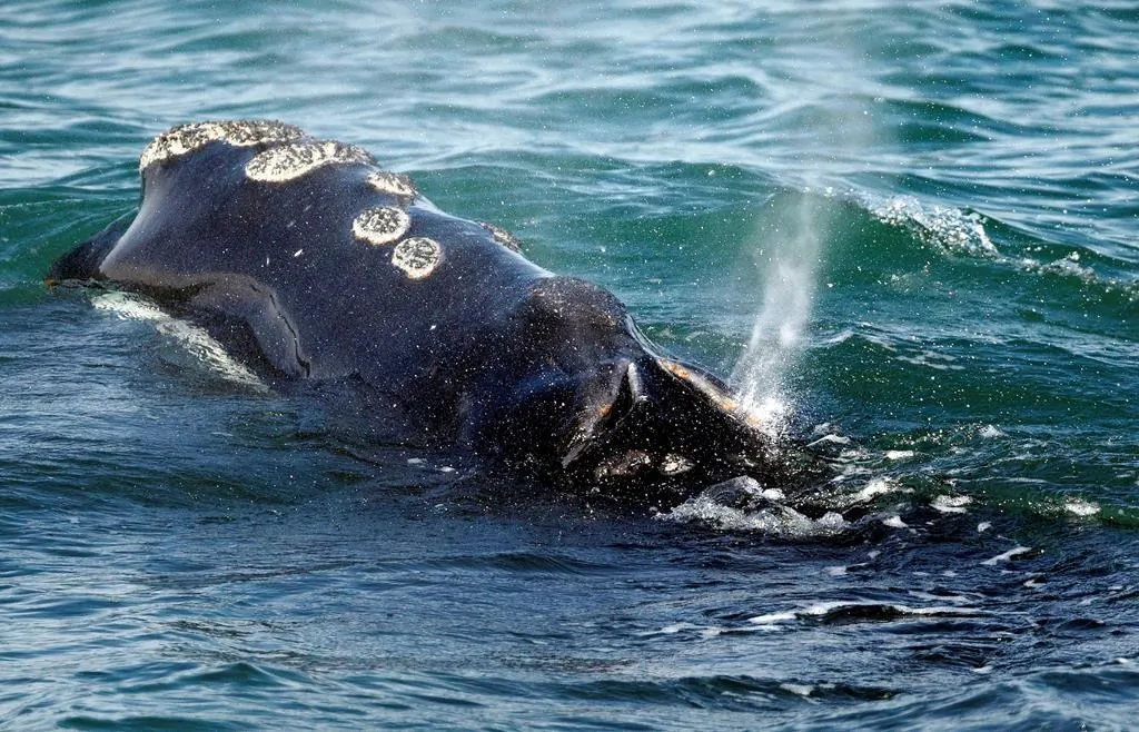 A North Atlantic right whale feeds on the surface of Cape Cod bay off the coast of Plymouth, Mass. on March 28, 2018. (AP, Michael Dwyer/The Canadian Press)