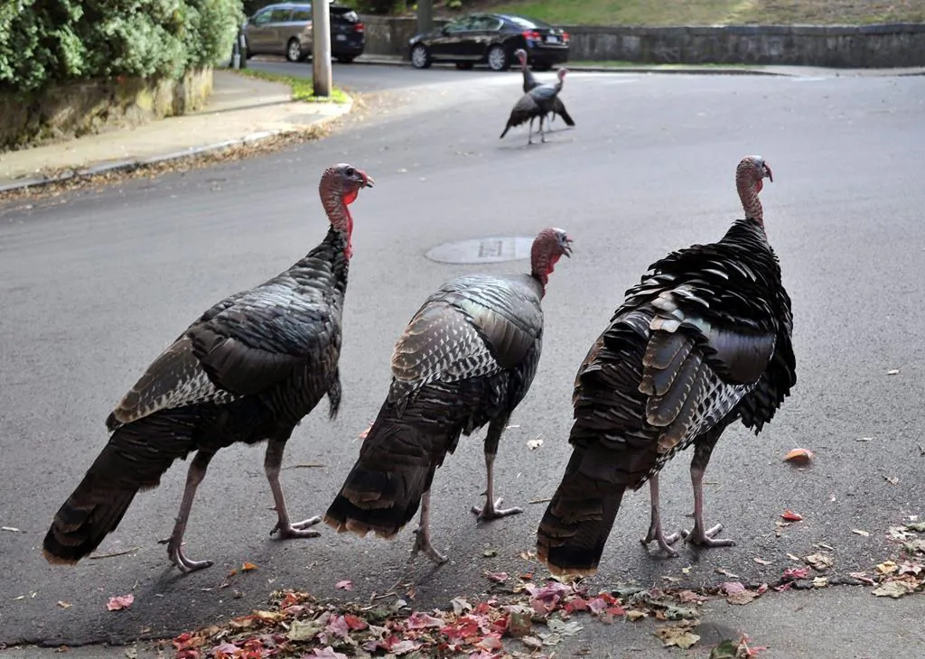 Wild turkeys are an increasingly common sight in southern Quebec. (The Canadian Press)
