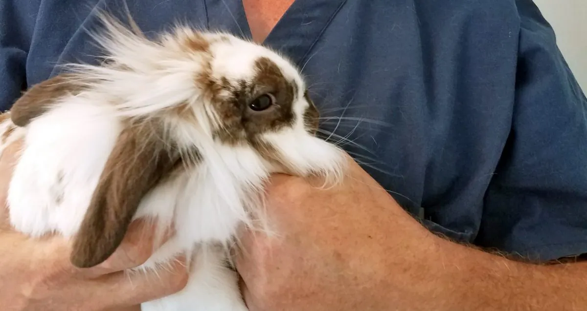A rabbit rescued from the Lamprey River in Raymond, N.H., on July 7, 2019. (Courtesy of Candray Pet Care Center/Facebook)