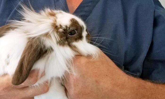 A rabbit rescued from the Lamprey River in Raymond, N.H., on July 7, 2019. (Courtesy of Candray Pet Care Center/Facebook)
