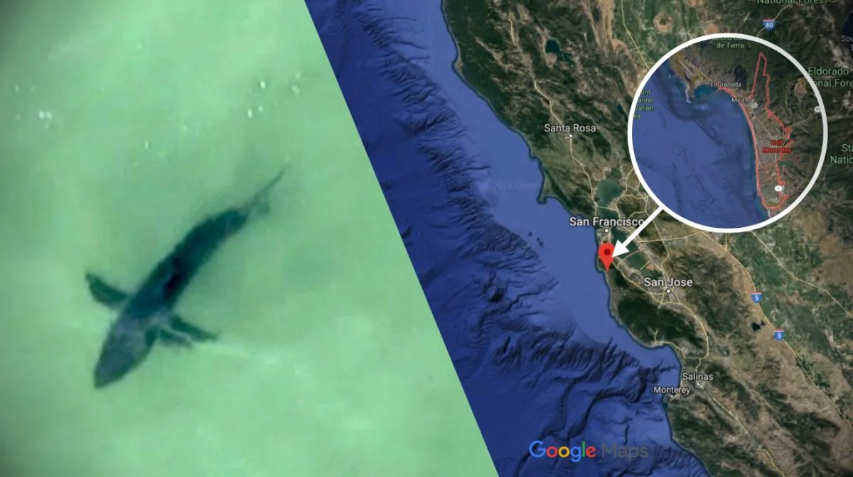 Multiple pilots reported seeing a great white shark in Half Moon Bay, San Mateo County, Cali., on July 11, 2019. (San Mateo County Sheriff's Office / Google Maps)