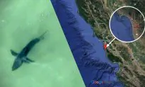 Great White Sharks Spotted Off California’s Half Moon Bay, Sparking Warning