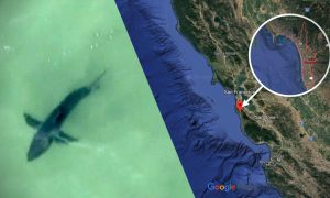 Great White Sharks Spotted Off California's Half Moon Bay, Sparking Warning