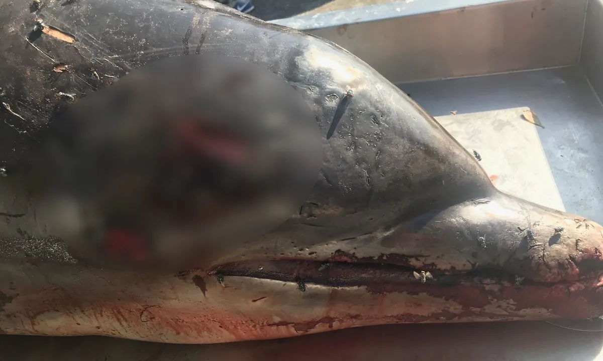 A dolphin with a head wound was found in Florida at the end of May 2019. (Florida Fish and Wildlife Conservation Commission)
