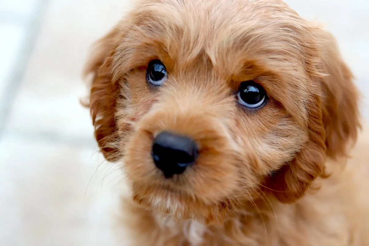 Start of new laws better protect domestic violence victims and their pets. (Mia Anderson/Unsplash)