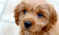 FDA Warns Your Dog Can Die From Xylitol—Popular Sweetener Found in Food, Chewing Gum, and More