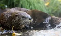 Beloved Otto the Otter Dies After Eating Human Food Tossed Into Enclosure by Visitor