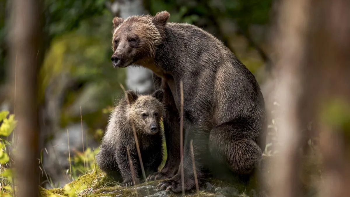 Undated file photo of a mother bear and her cub at Mount Waddington, Canada. (Thomas Lipke/Unsplash)
