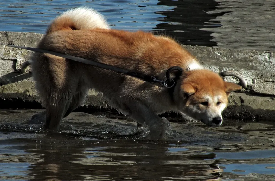 File photo showing a Japanese Akita breed of dog. (Artem Labunsky/Unsplash)