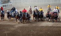 Three More Horses Euthanized in Calgary Stampede Chuckwagon Race