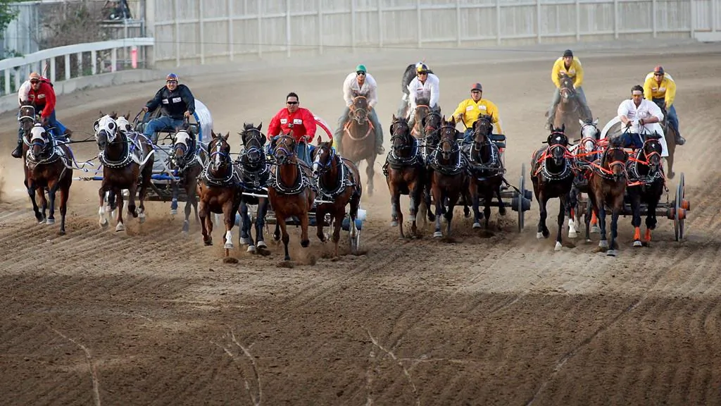 Six horses were euthanized following races at the 2019  Stampede Parade. (The Canadian Press)