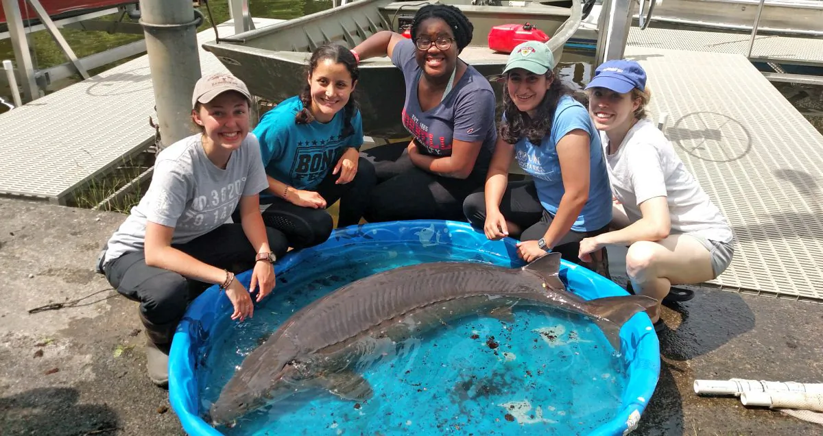 Researchers from Cornell University Biological Field Station with a 139 pound sturgeon caught at Oneida Lake, N.Y., on June 19, 2019. (Courtesy of Cornell University Biological Field Station)