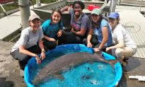 139 Pound Sturgeon Claimed to Be Largest Fish Ever Caught From New York Lake