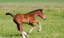 Horse Gives Birth to Rare Twins: Footage Captured Days Later Is Heartwarming