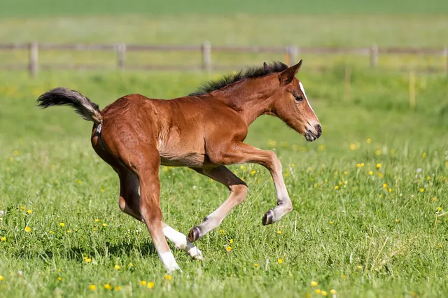 While horses don't "dance" in the wild, they definitely love to jump around