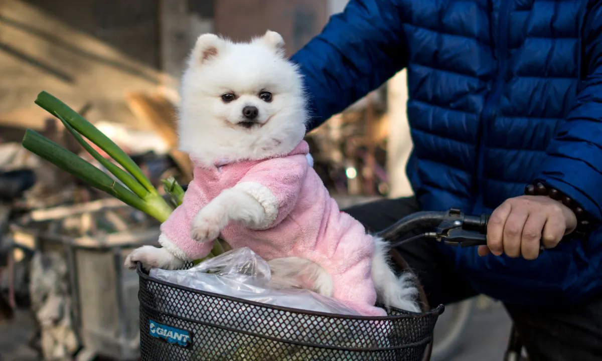 A dog riding in its owner's bicycle in China. (Johannes Eisele/AFP/Getty Images)