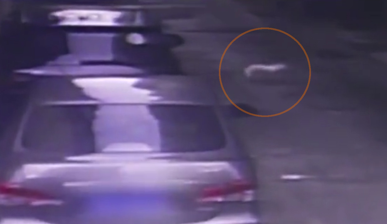 Dog Survives Fall From Sixth Floor Window, Witnesses Suspect Owners