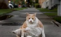Boy Approaches One-Eye Cat, Doesn’t Realize Camera Is Recording