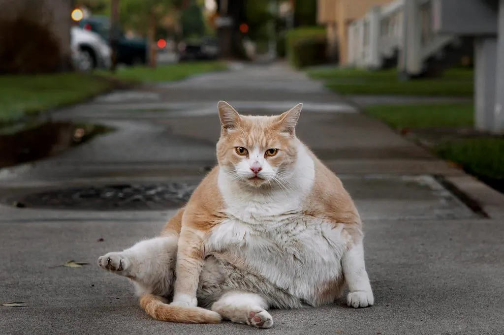 Norm Lopez takes a bath on the sidewalk in front of his house after his breakfast early Tuesday morning, Aug. 13, 2013 in Sacramento, Calif. (Sue Morrow-Sacramento Bee/The Canadian Press, AP)