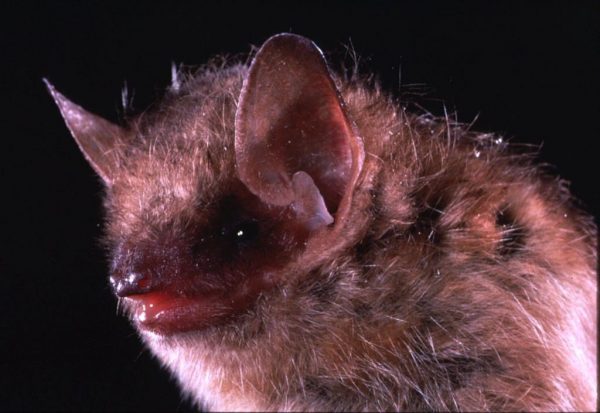 This is an undated closeup photo of the eastern pipistrelle bat, a species that is frequently linked with human rabies cases. (Merlin D./The Canadian Press/AP)