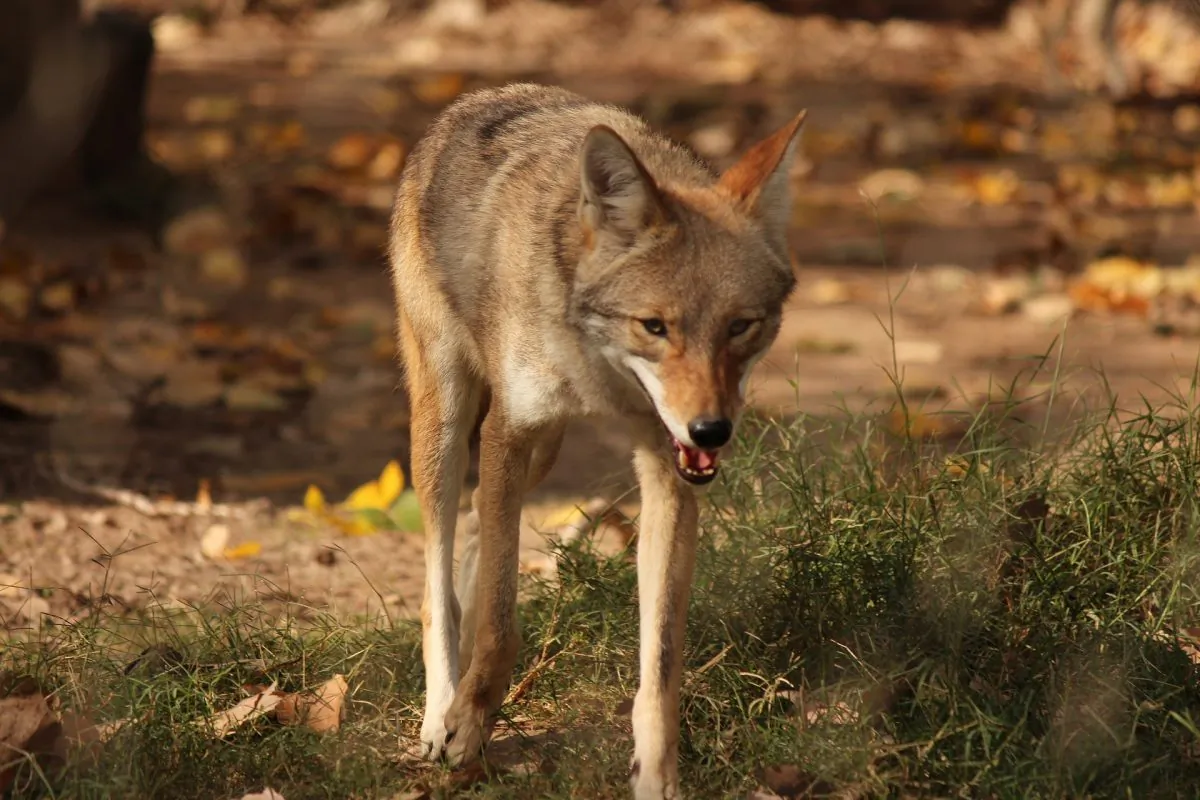 A file image of a coyote. (Pixabay)