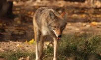 Coyote Kills Pet Dog in LA Home After Entering Through Dog Door