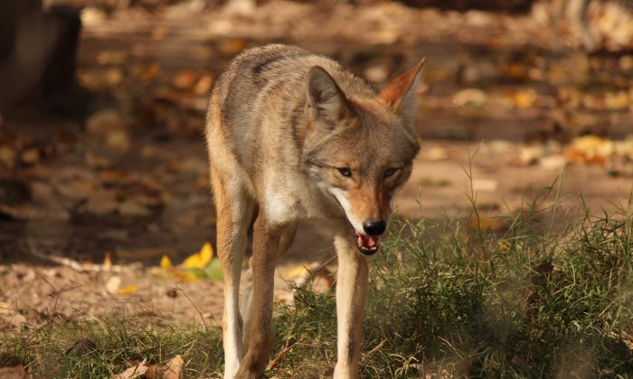 A file image of a coyote. (Pixabay)