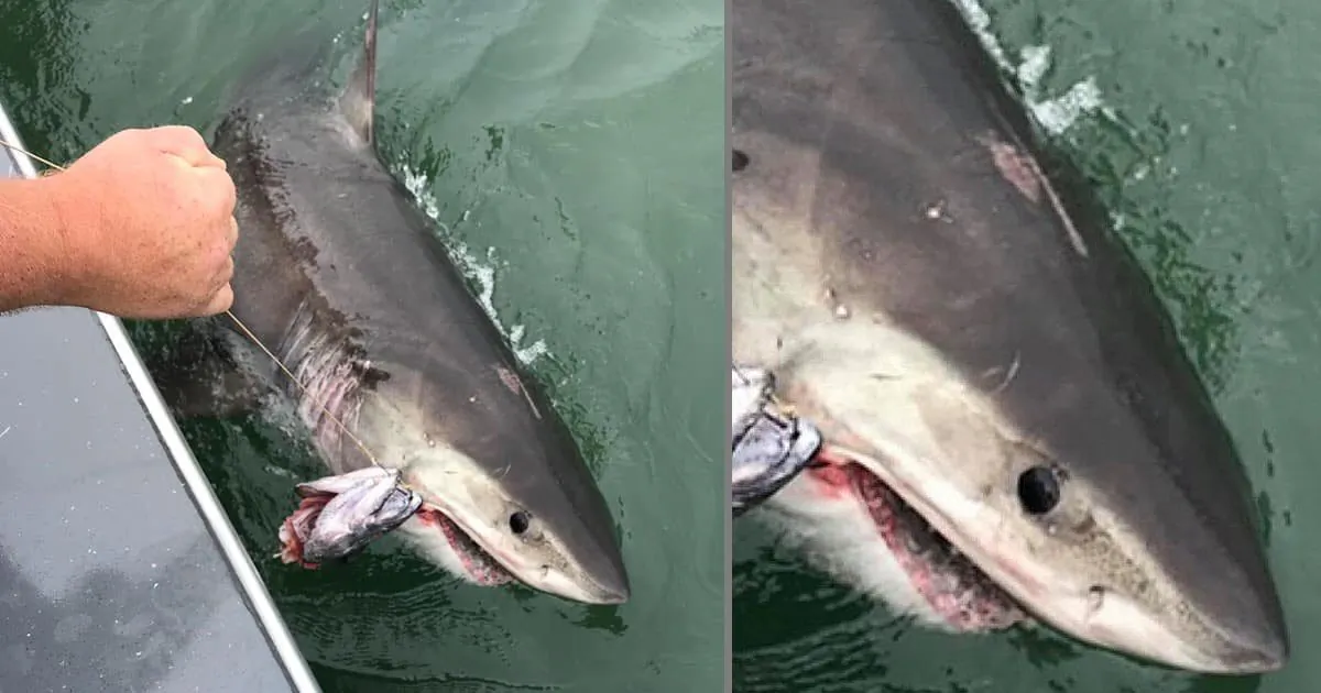 Golden State Sportfishing Captain Joe Gamez caught a great white shark near Alcatraz in the San Francisco Bay, Calif., on July 13, 2019. (Courtesy of Golden State Sportfishing/Facebook)
