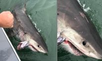 Recreational Fishing Boat Captain Catches a Great White Shark After 2 Mile Tug of War