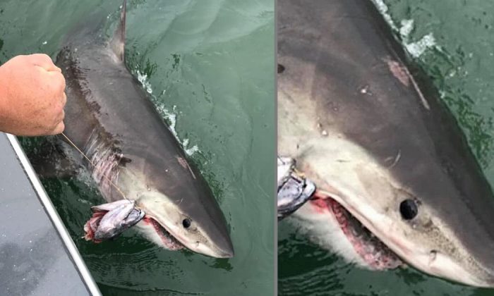 Golden State Sportfishing Captain Joe Gamez caught a great white shark near Alcatraz in the San Francisco Bay, Calif., on July 13, 2019. (Courtesy of Golden State Sportfishing/Facebook)