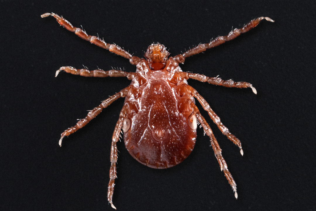 (James Gathany/CDC/Public Domain)