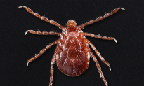 Researchers Fear Asian ‘Clone Tick’ Which Killed US Livestock May Spread Disease to Humans