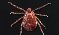 Researchers Fear Asian ‘Clone Tick’ Which Killed US Livestock May Spread Disease to Humans