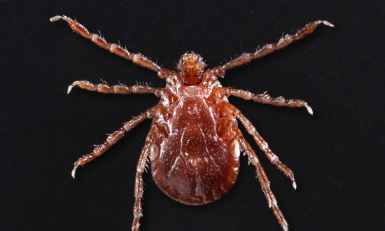 Double Threat: Babesiosis and Lyme Disease Co-infection Rates Climb