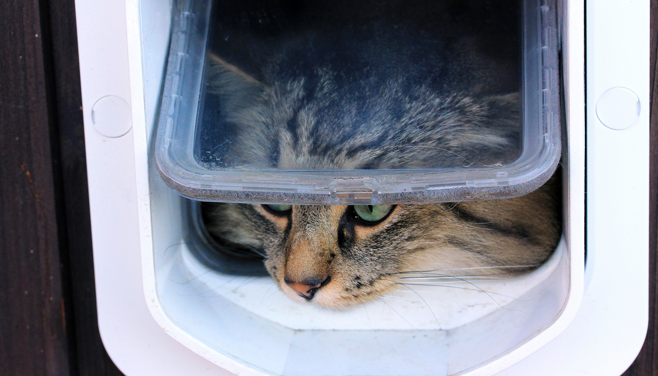 Flipboard Man Spends 1 5 Hours To Build A Cat Door But How