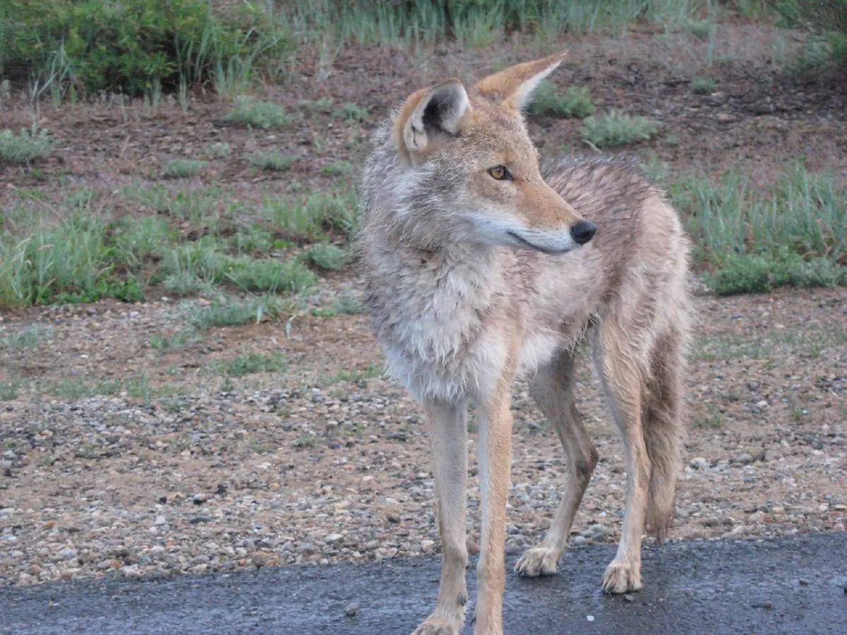 A file image shows a coyote standing on a road. (pixabay)