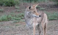Coyote Attacks Girl in Huntington Beach