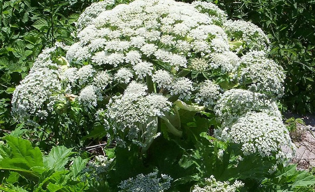 Giant hogweed (This file is licensed under the Creative Commons Attribution-Share Alike 3.0 Unported license)