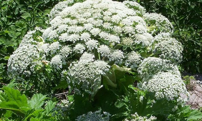 Giant hogweed (This file is licensed under the Creative Commons Attribution-Share Alike 3.0 Unported license)
