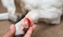 Terrified Puppies Keep Crying in Pain After Being Tied to a Fence With Razor-Sharp Wire