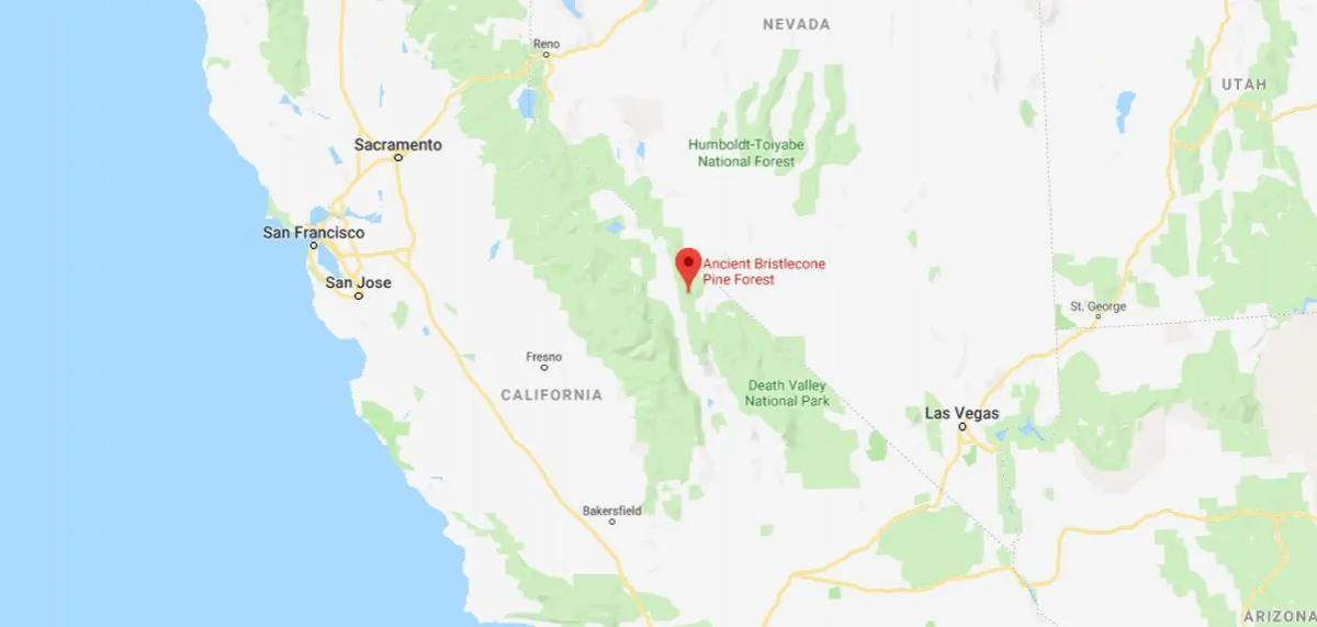 A map shows the Ancient Bristlecone Pine Forest. (Google Maps)