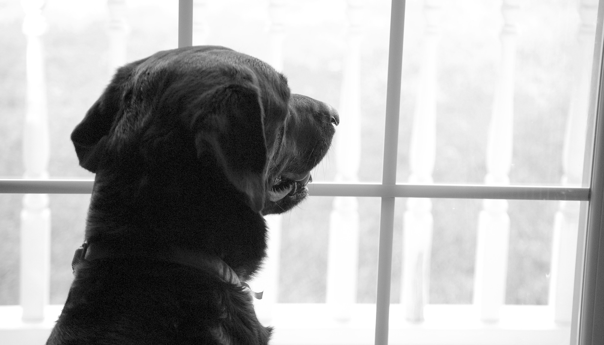 Heartbreaking Photo of Dog Waiting for Dead Owner to Return Garners