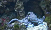 Family Saves Octopus Stranded on Beach. What It Does the Next Day, They Start Filming