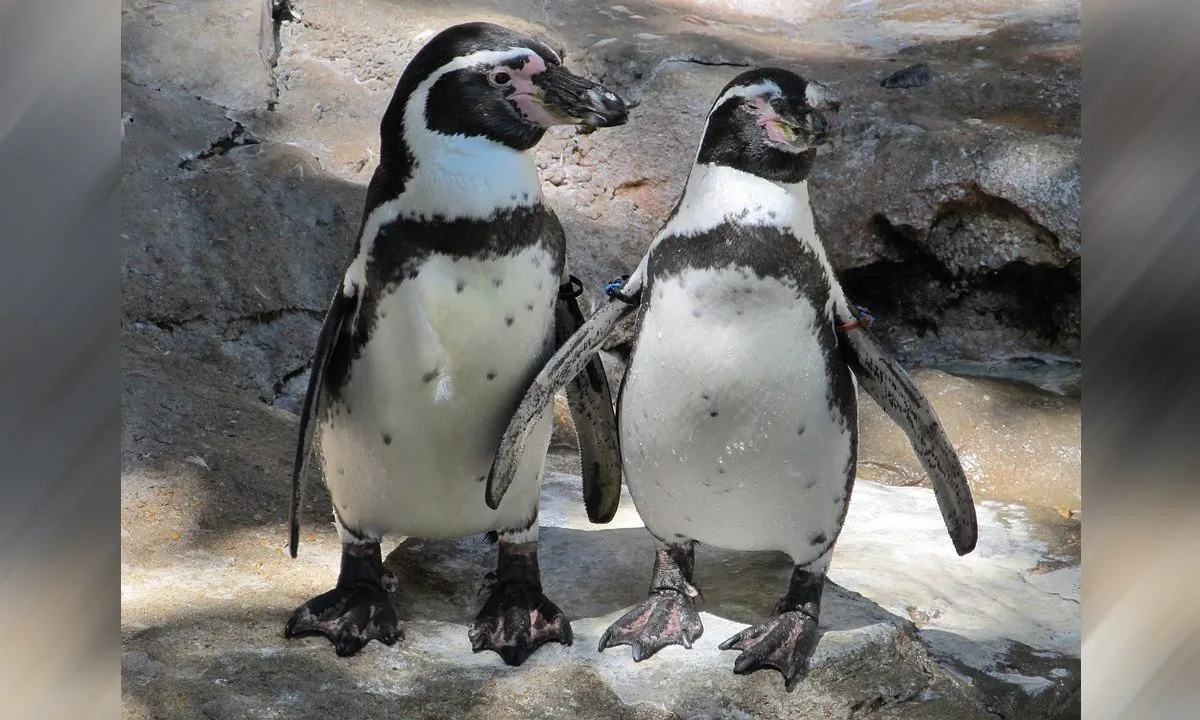 Stock image of penguins. (Skeeze/Pixabay)