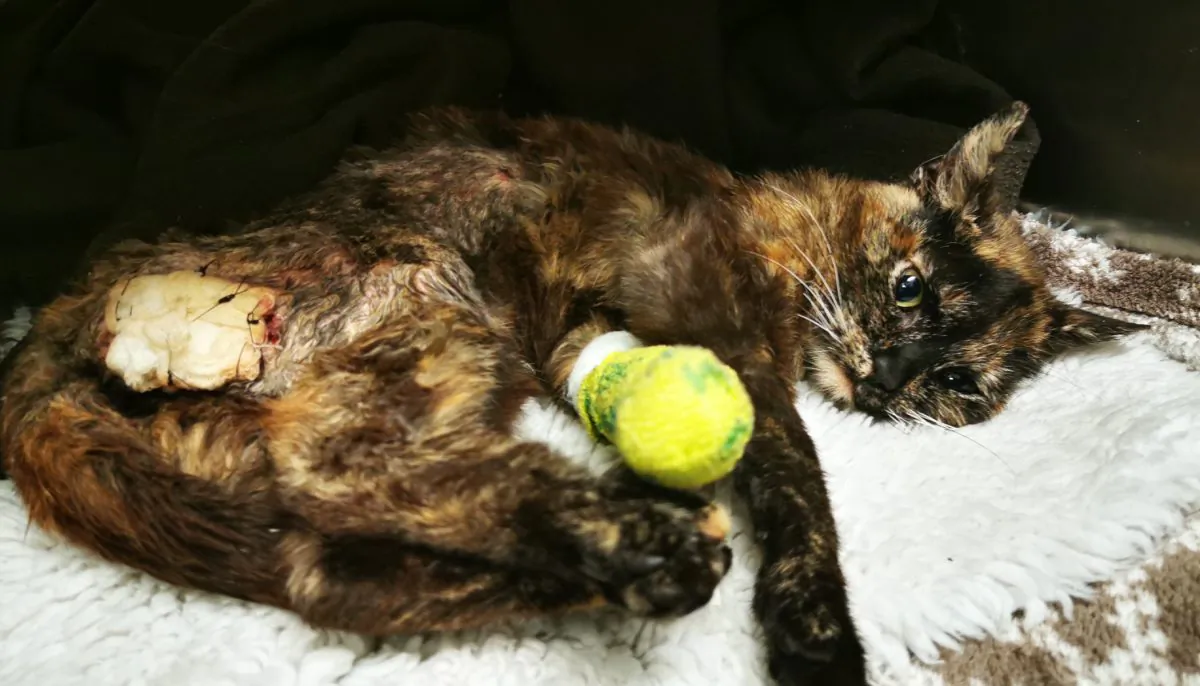 Minnie the sexually abused cat on June 2, 2019. (Photo courtesy of Rachel Butler, RSPCA)
