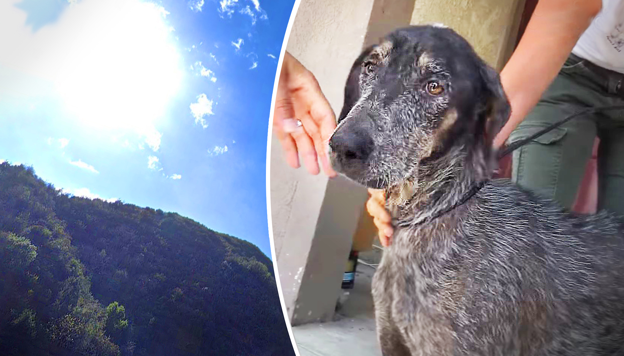 Dog Was Found in The Mountains of LA After Owner Thought She Had Died 2 ...